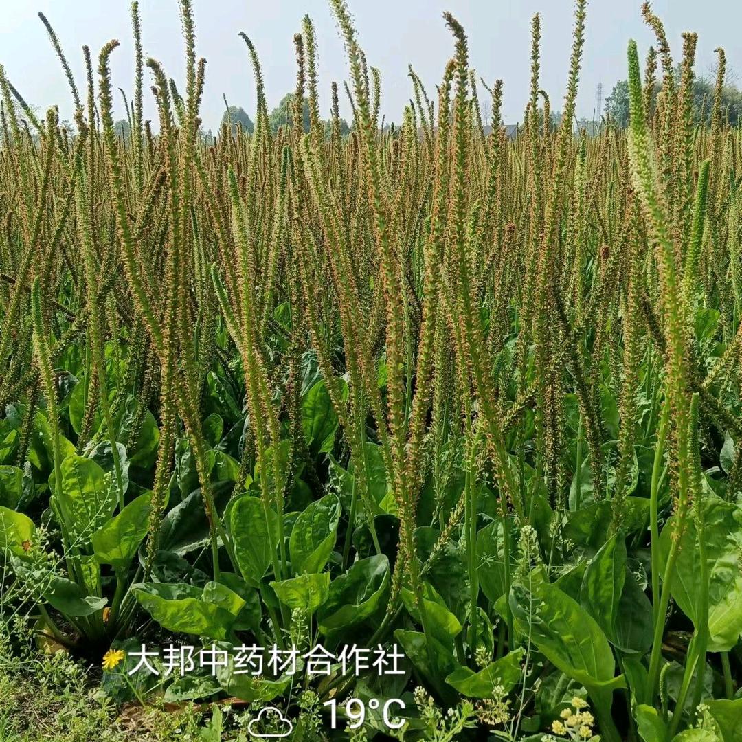 大邦药材黄车前子绵竹