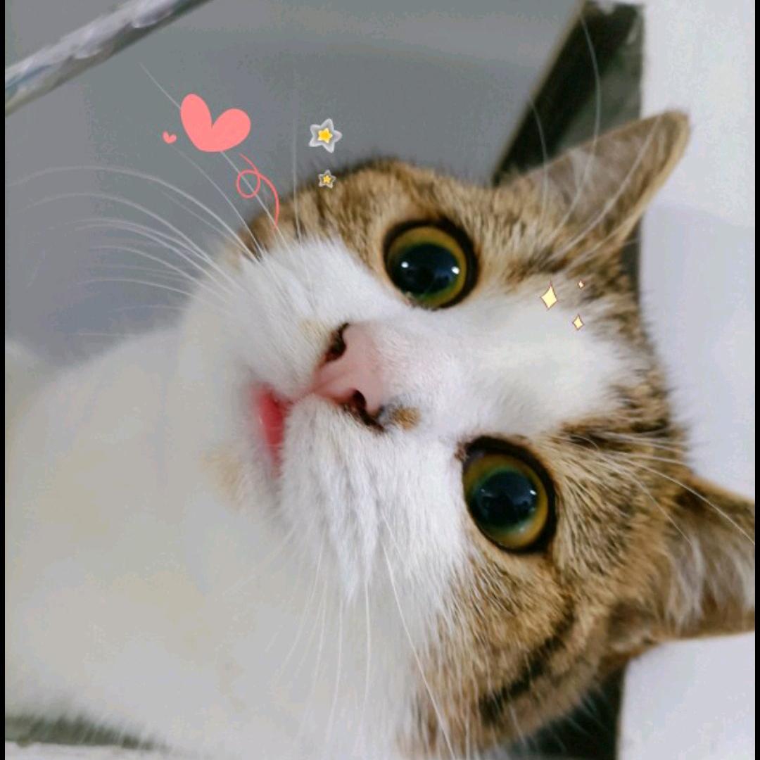 阿庄与猫