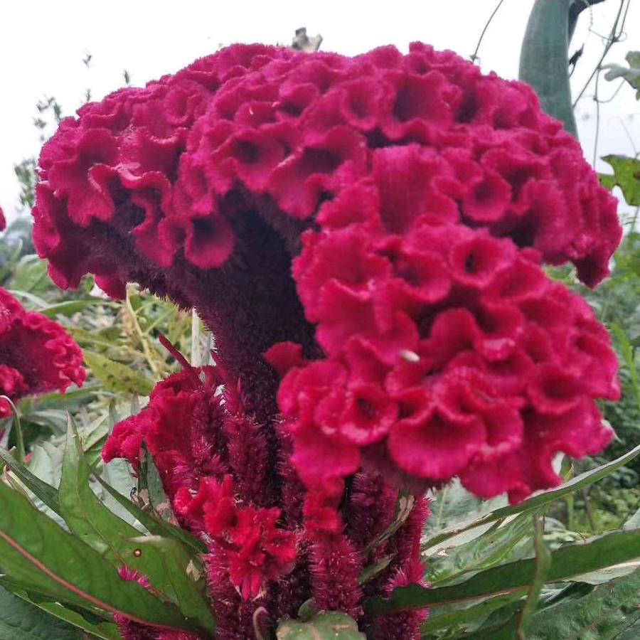 এ᭄开心每一天