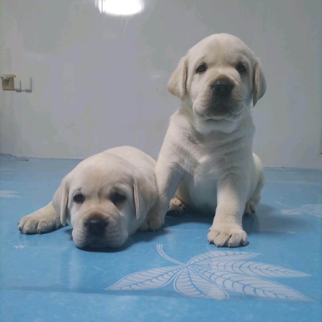 秋歌家拉布拉多