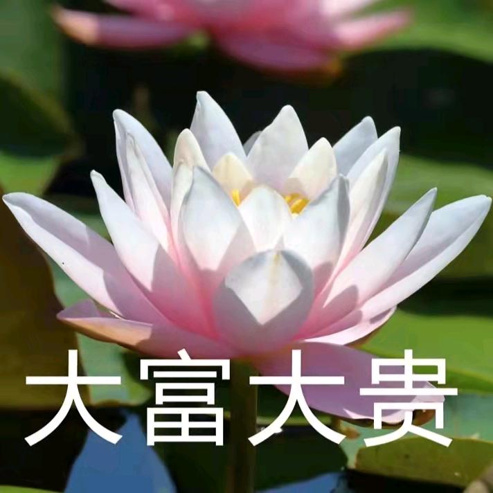 雾