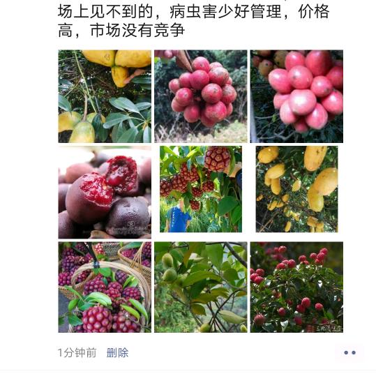 安远县九月黄苗木训化专业合作社