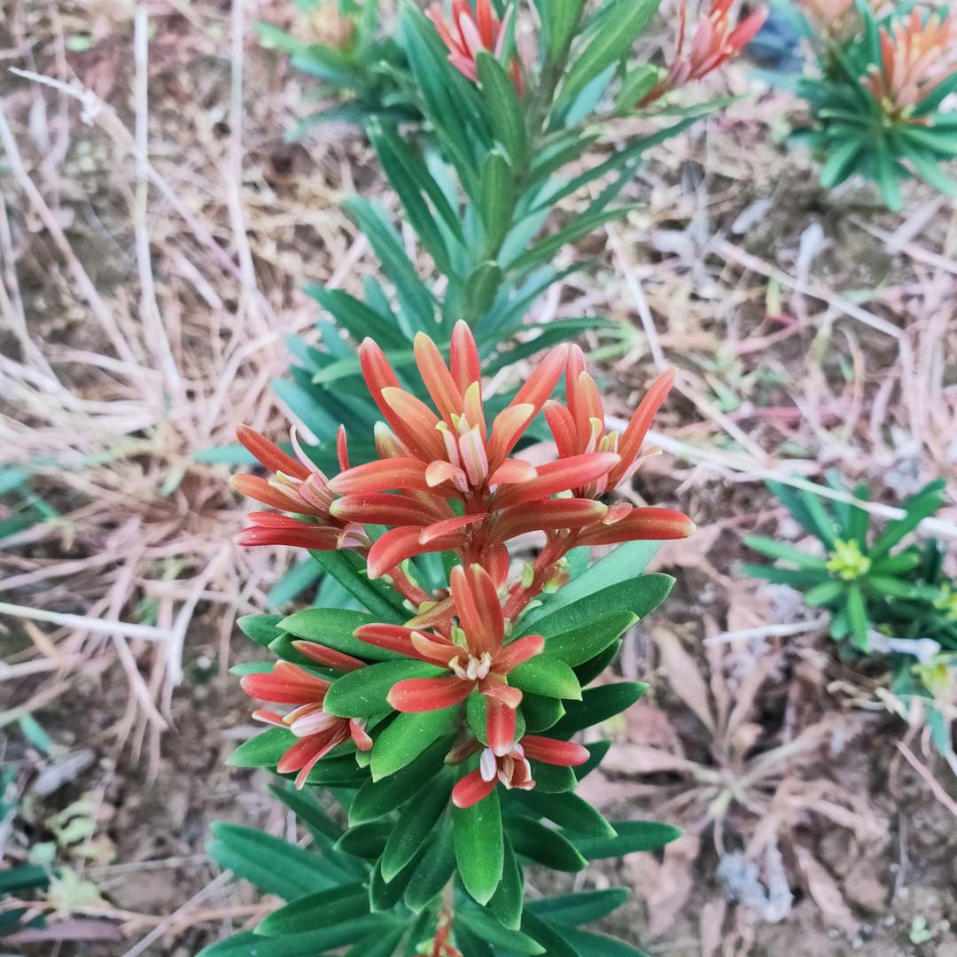 满园春花卉园艺