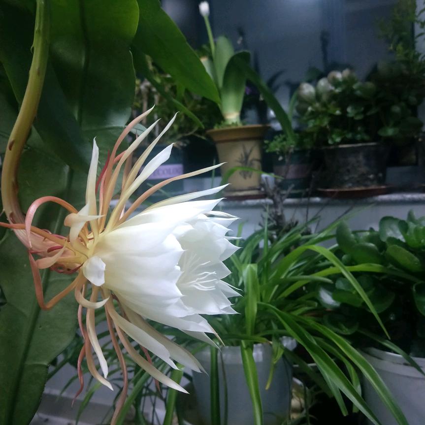 平平淡淡才是真