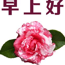 强哥
