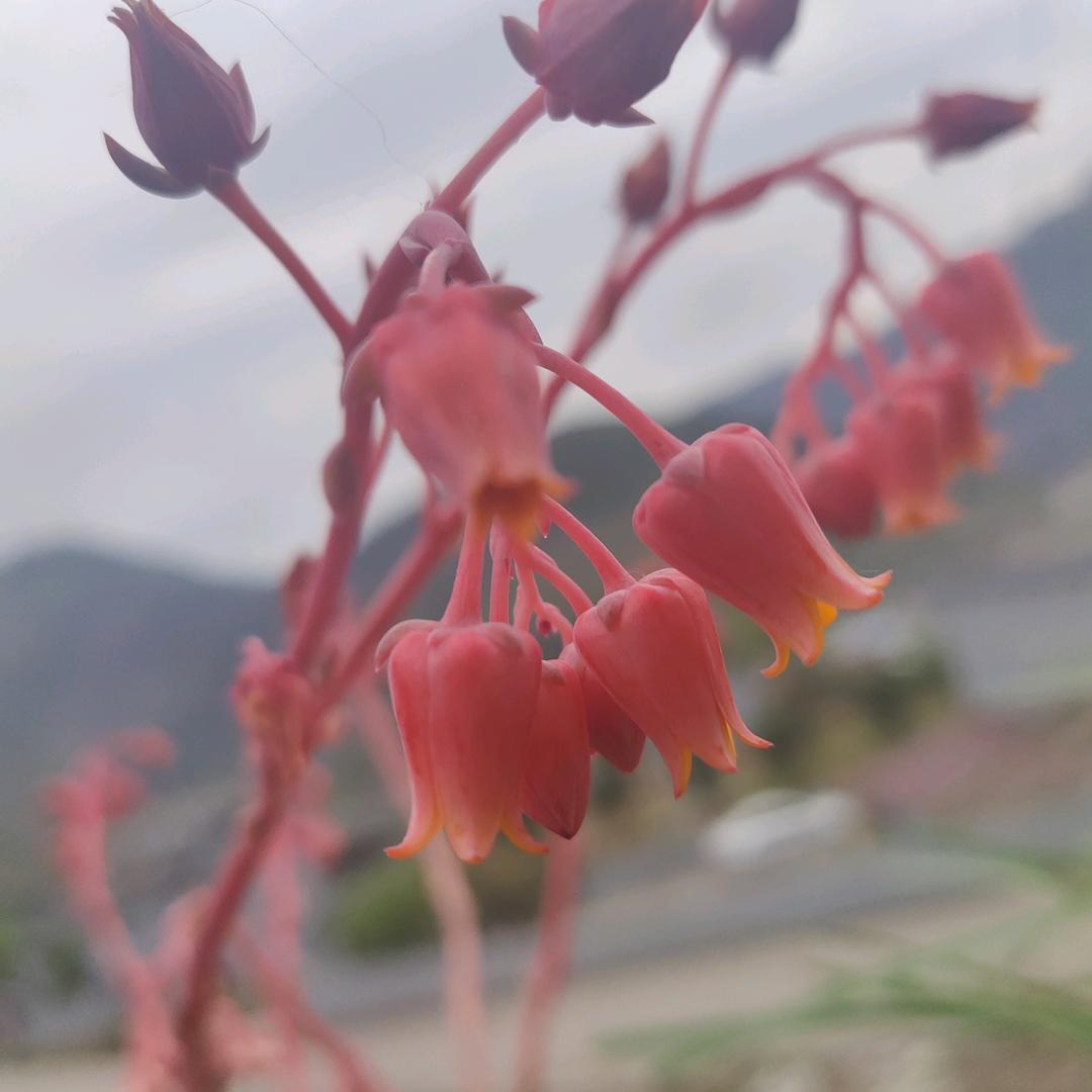 明天会更好