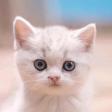 非著名黑粉头子