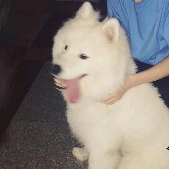 脑子蘸盐吃啥啥甜