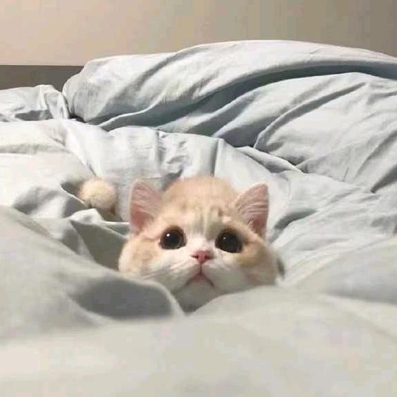 怪猫喵喵ʚ❤ɞ