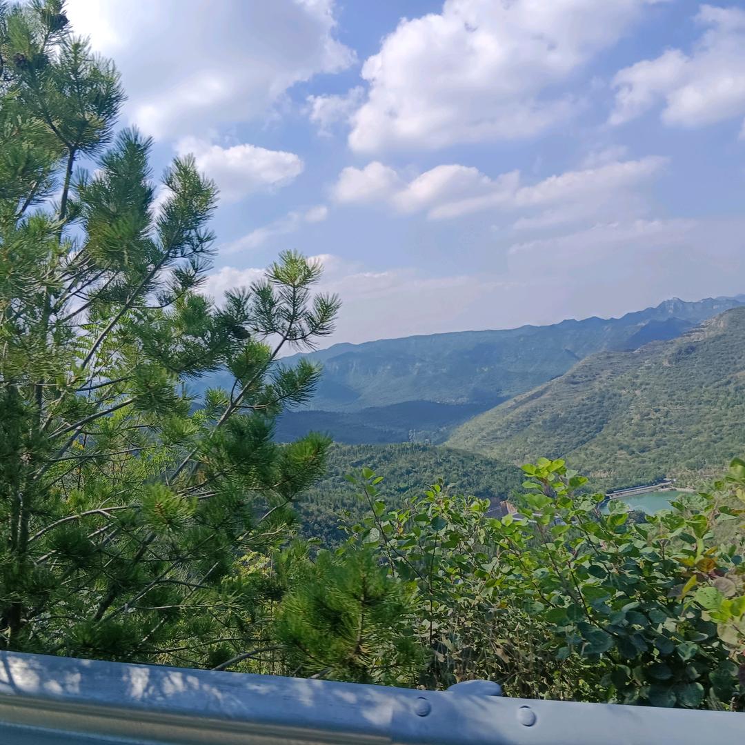 小松树