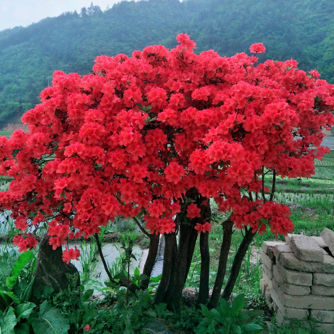 花满村(映山红~杜鹃)园林