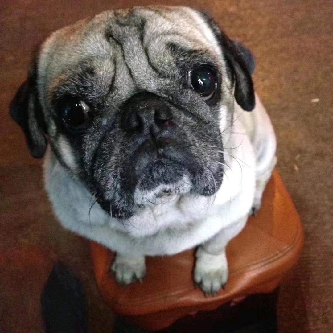 马姐救助小院（3）