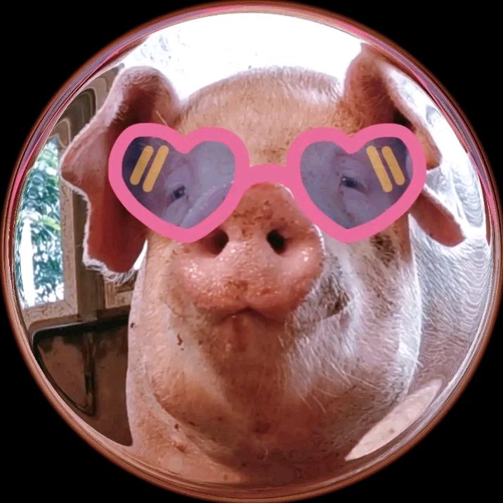 江山本地土猪肉