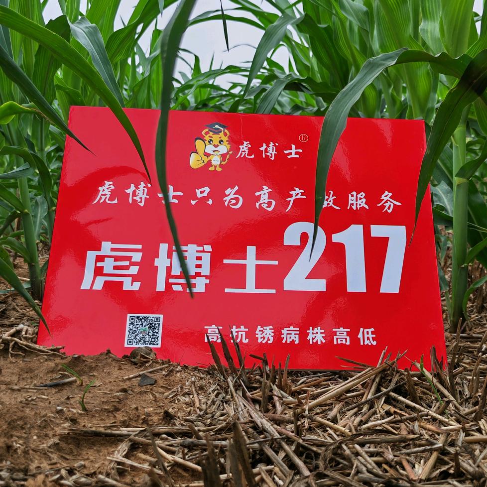 鲶鱼