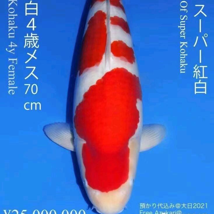 烟台博鲤苑锦鲤