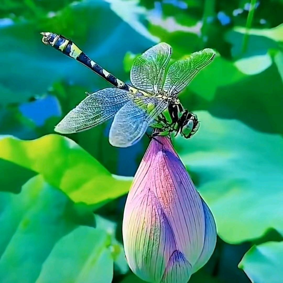 066