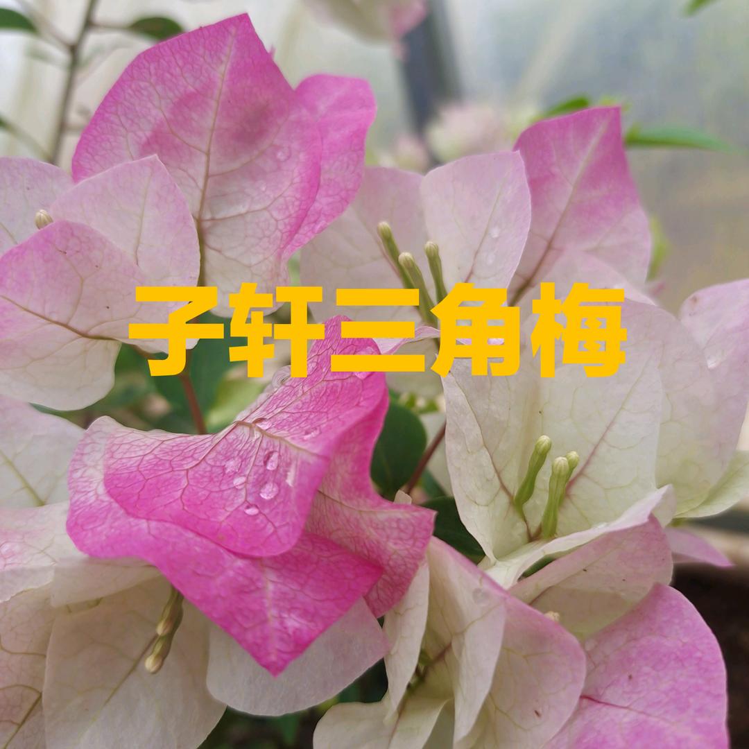 子轩三角梅