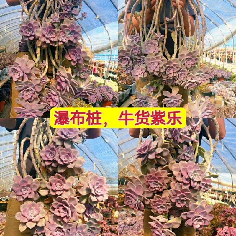 柒月拾壹