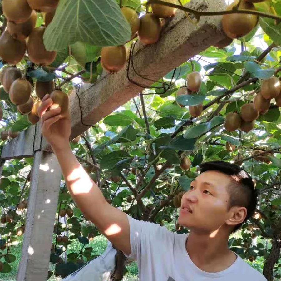 武克强富硒猕猴桃