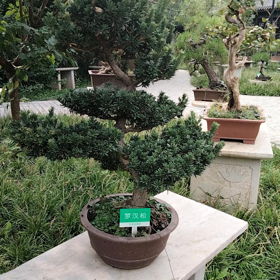 珍(湖南常德)