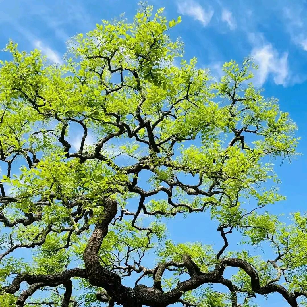 🐒暴躁茳江和她的猫咪