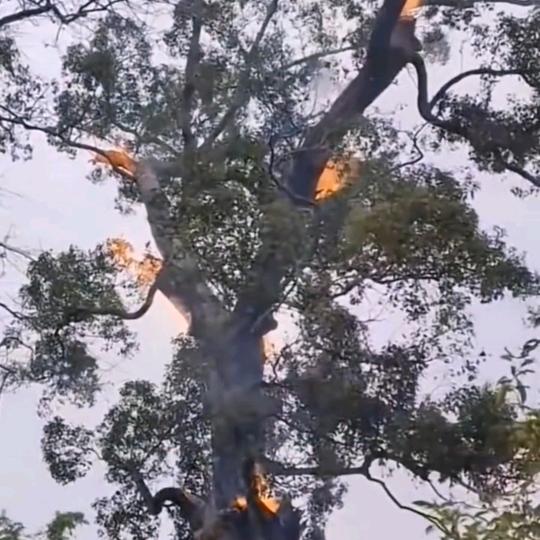 来去都是自由风