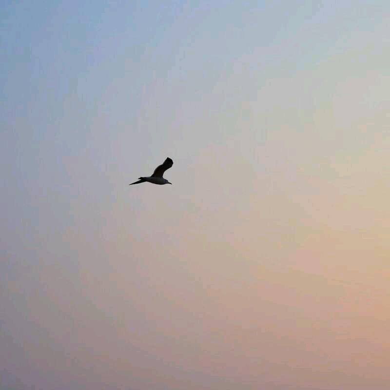扶摇