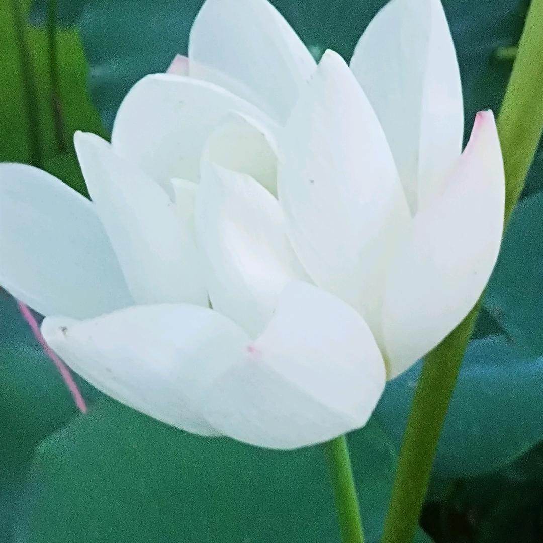 张小新