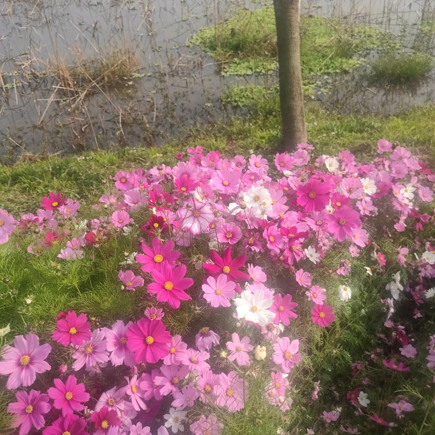 远芳