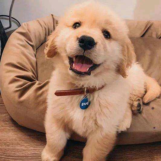 啊呀想名字好难耶