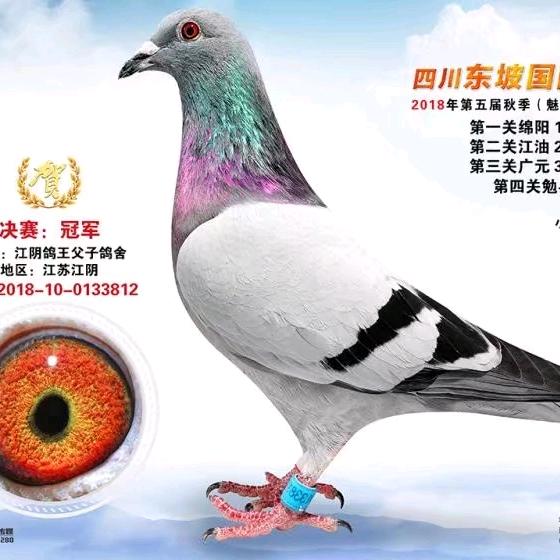 江阴鸽王父子鸽舍