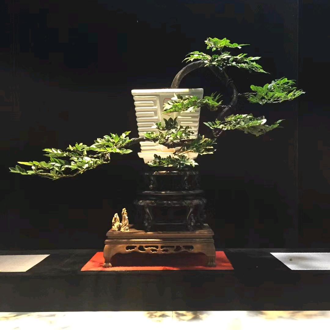 朝气园盆景