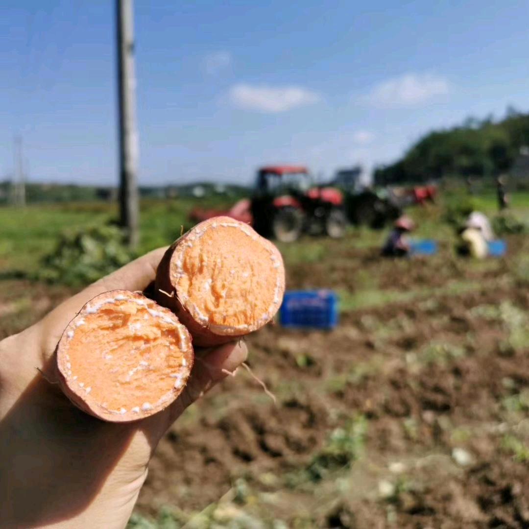 五华高山红薯妹的番薯