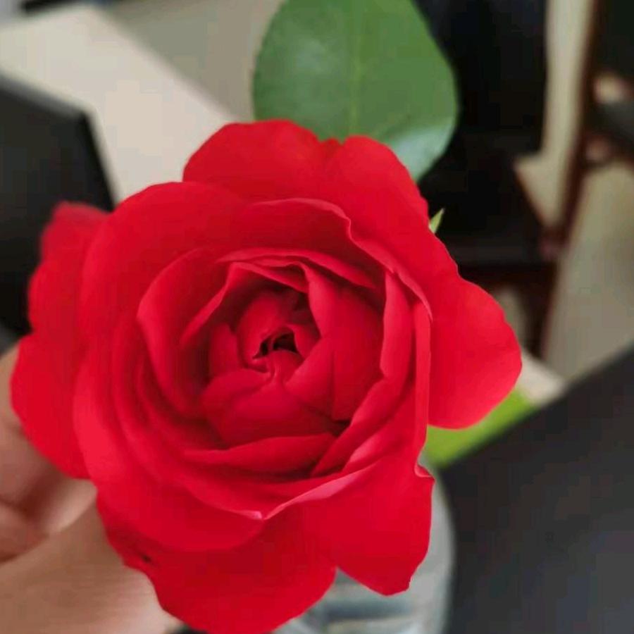 玫瑰花开