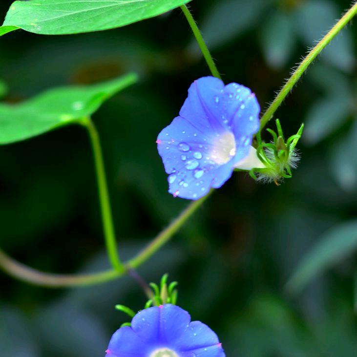 花好月圆（同款在橱窗）