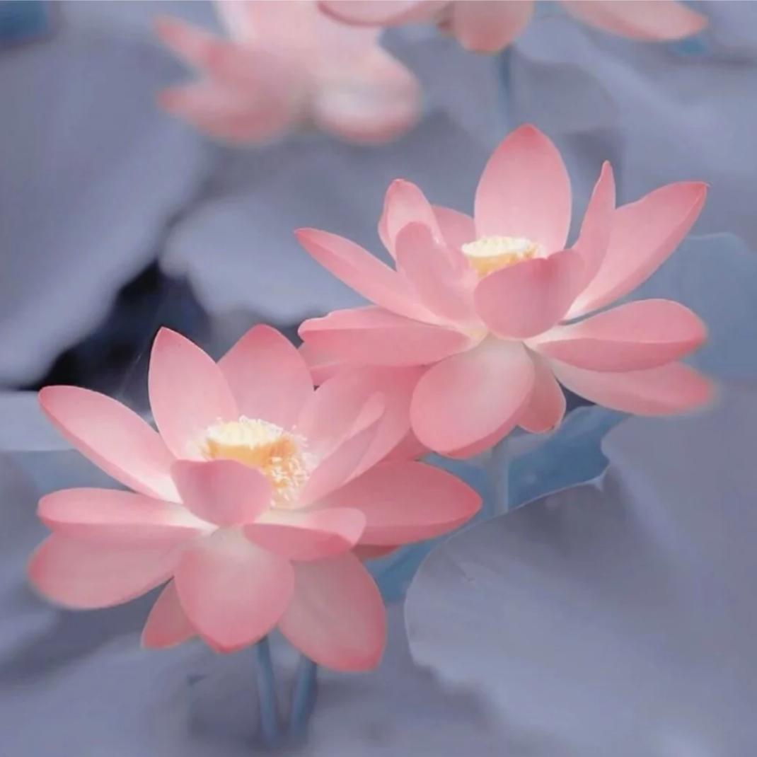 百年好合
