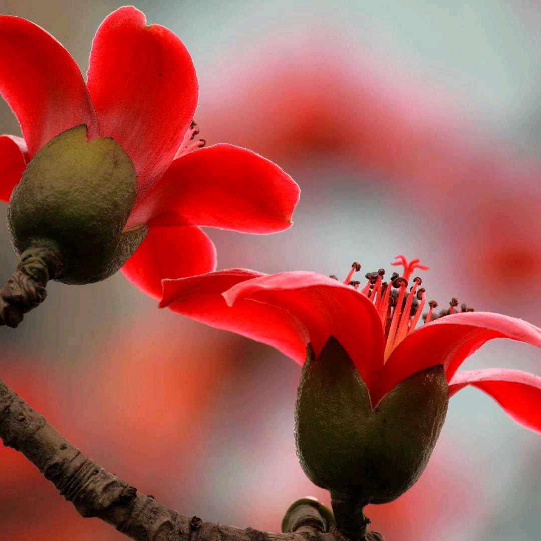 🇨🇳木棉🇨🇳