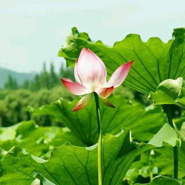 杉武一十五