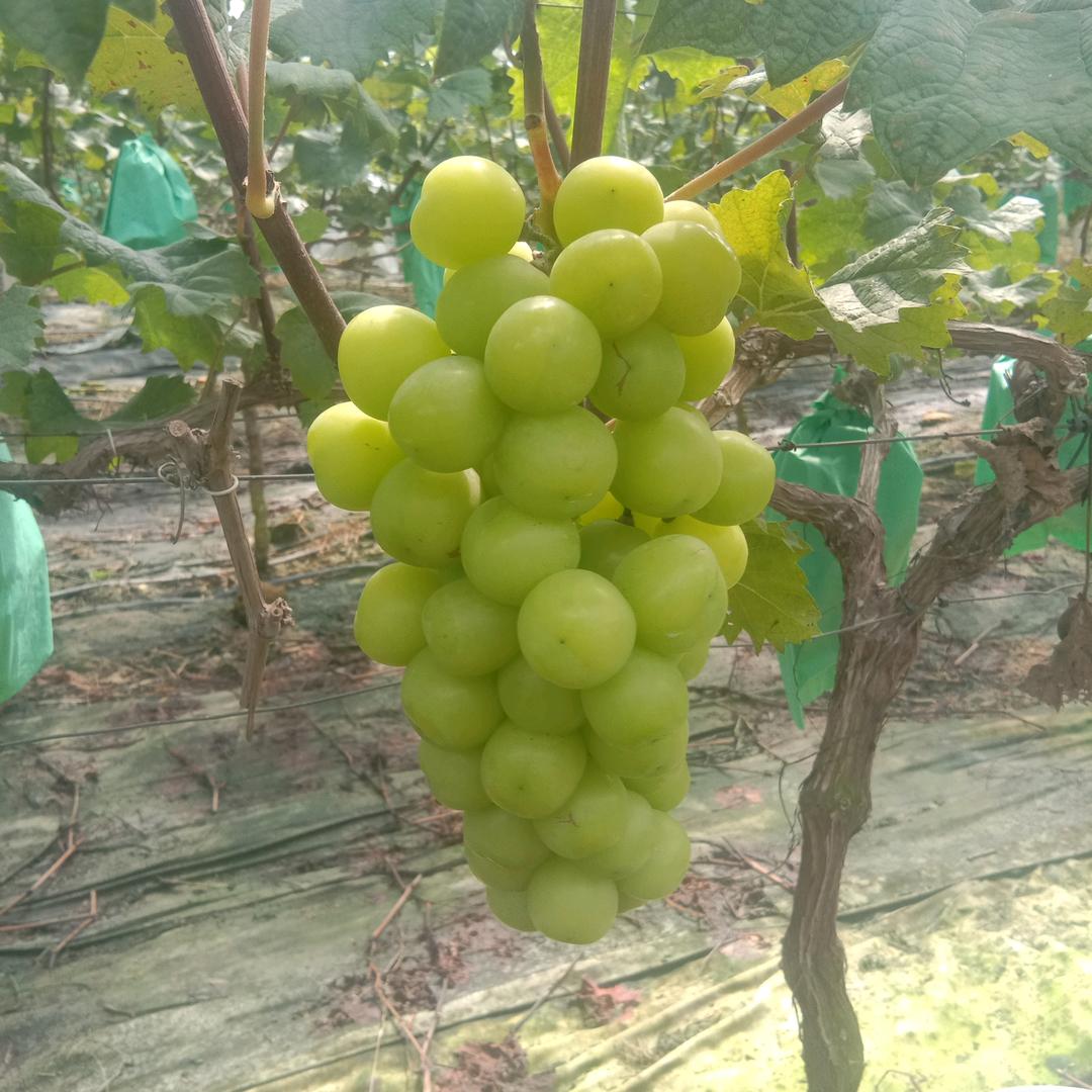 小吴葡萄种植