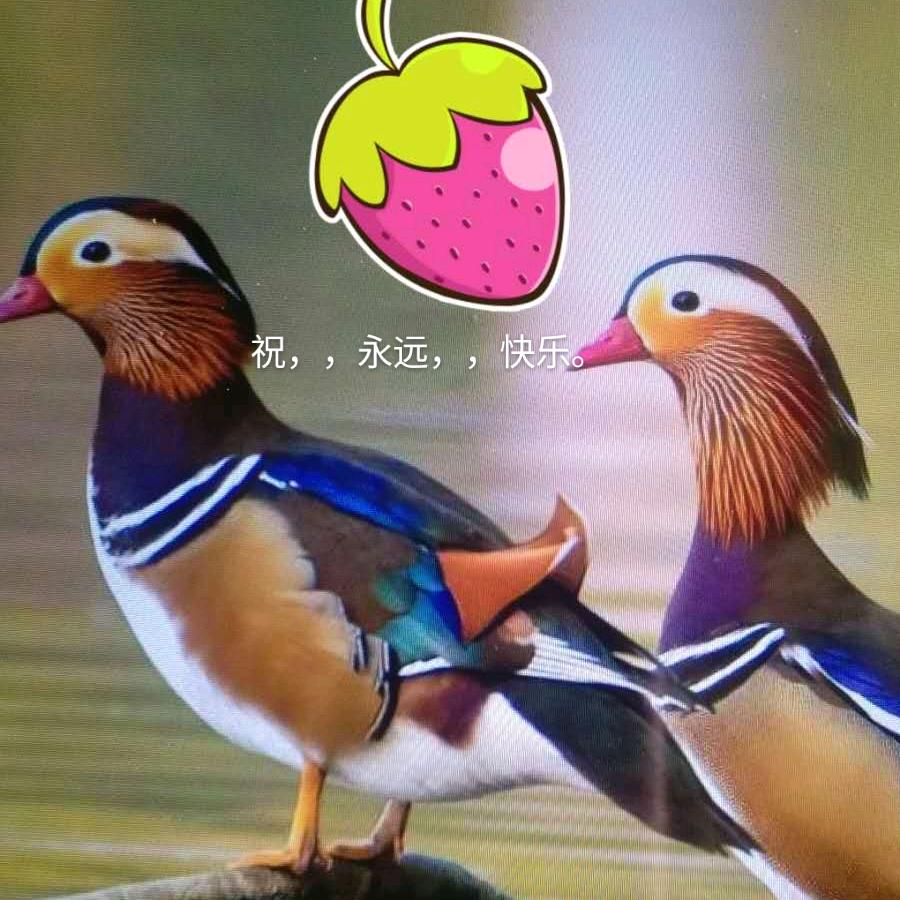 旦木真