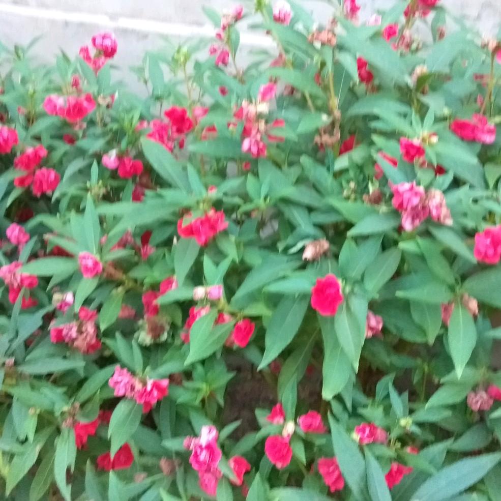 幸福一致