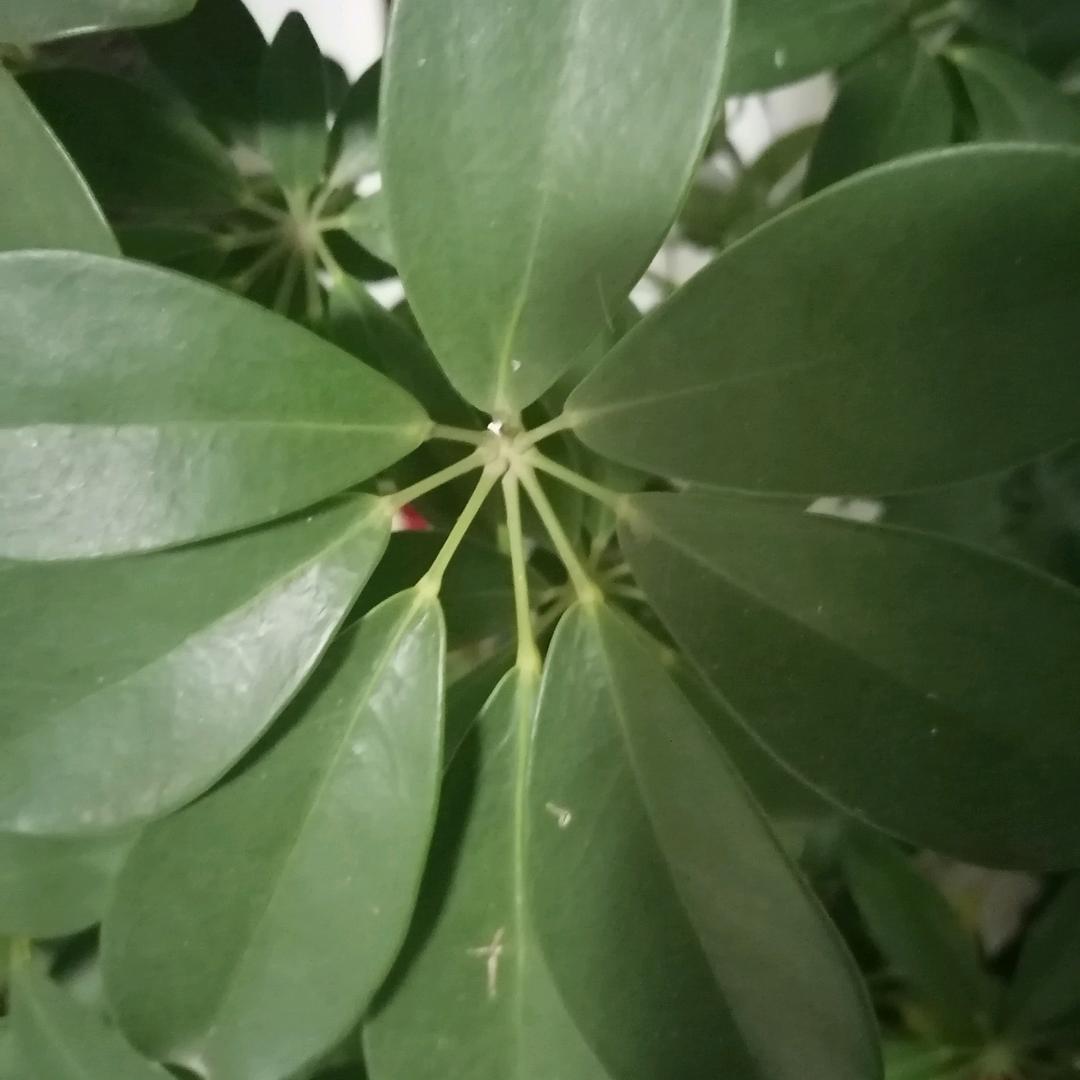 麦莲