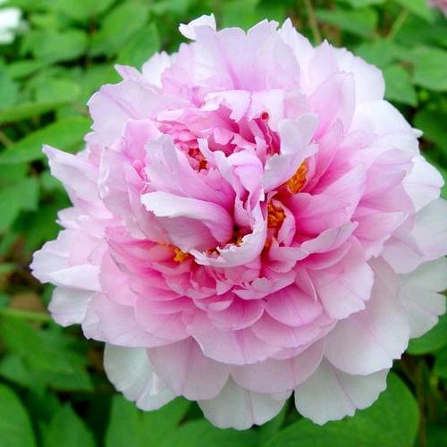 梦里探花