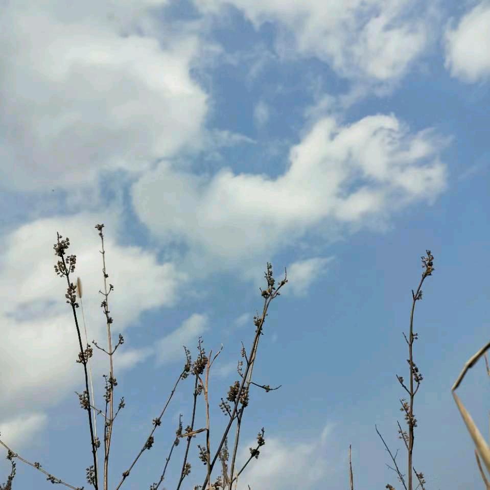 胡