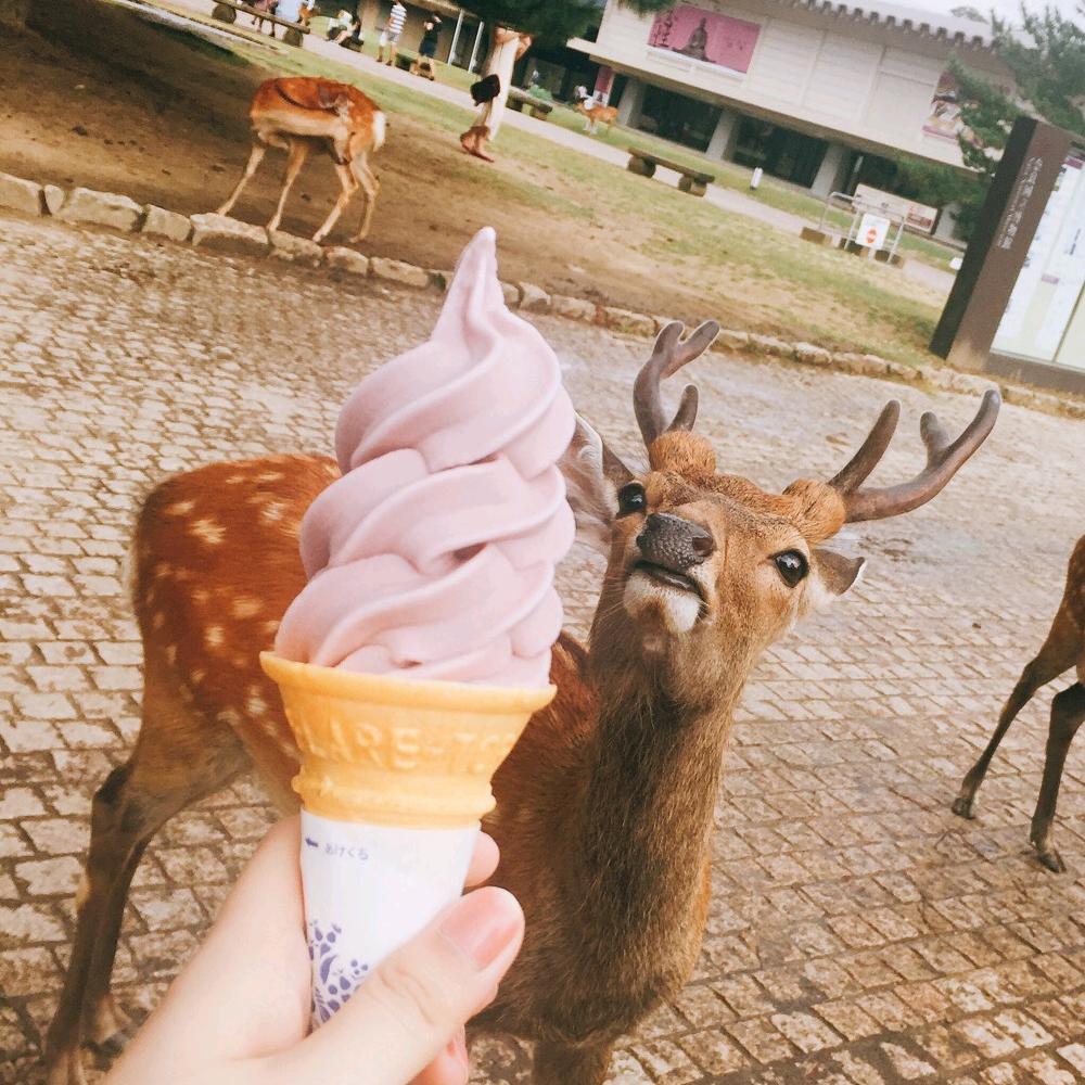 呆萌小鹿