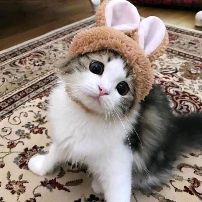 猪猪朱🐷