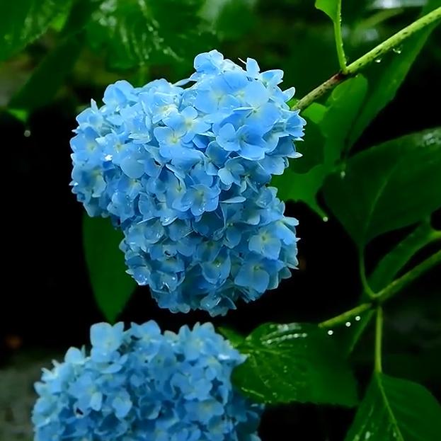 红苹果