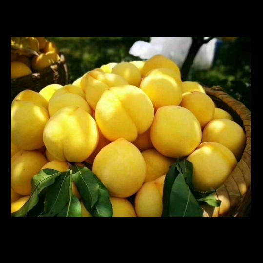 崔德万园林