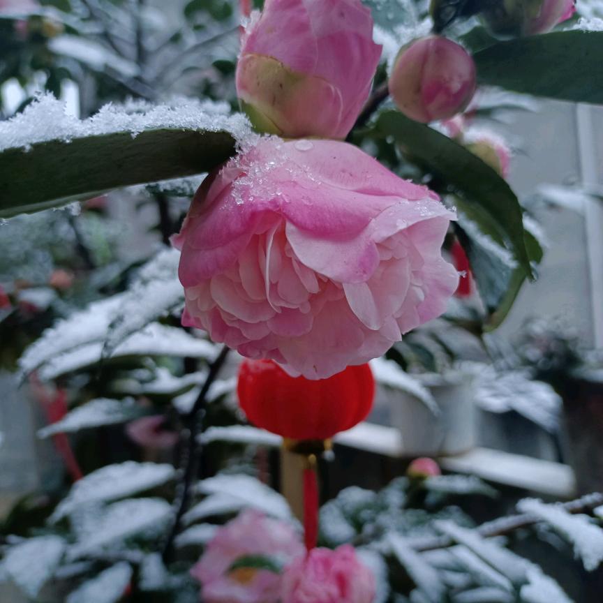 花好月圆