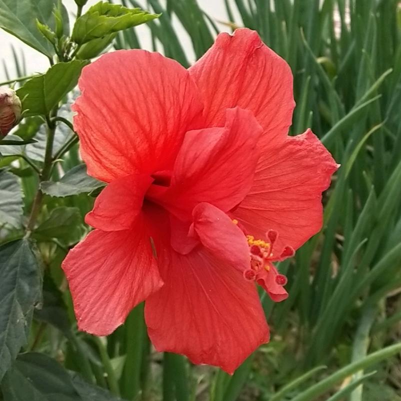 一剪梅